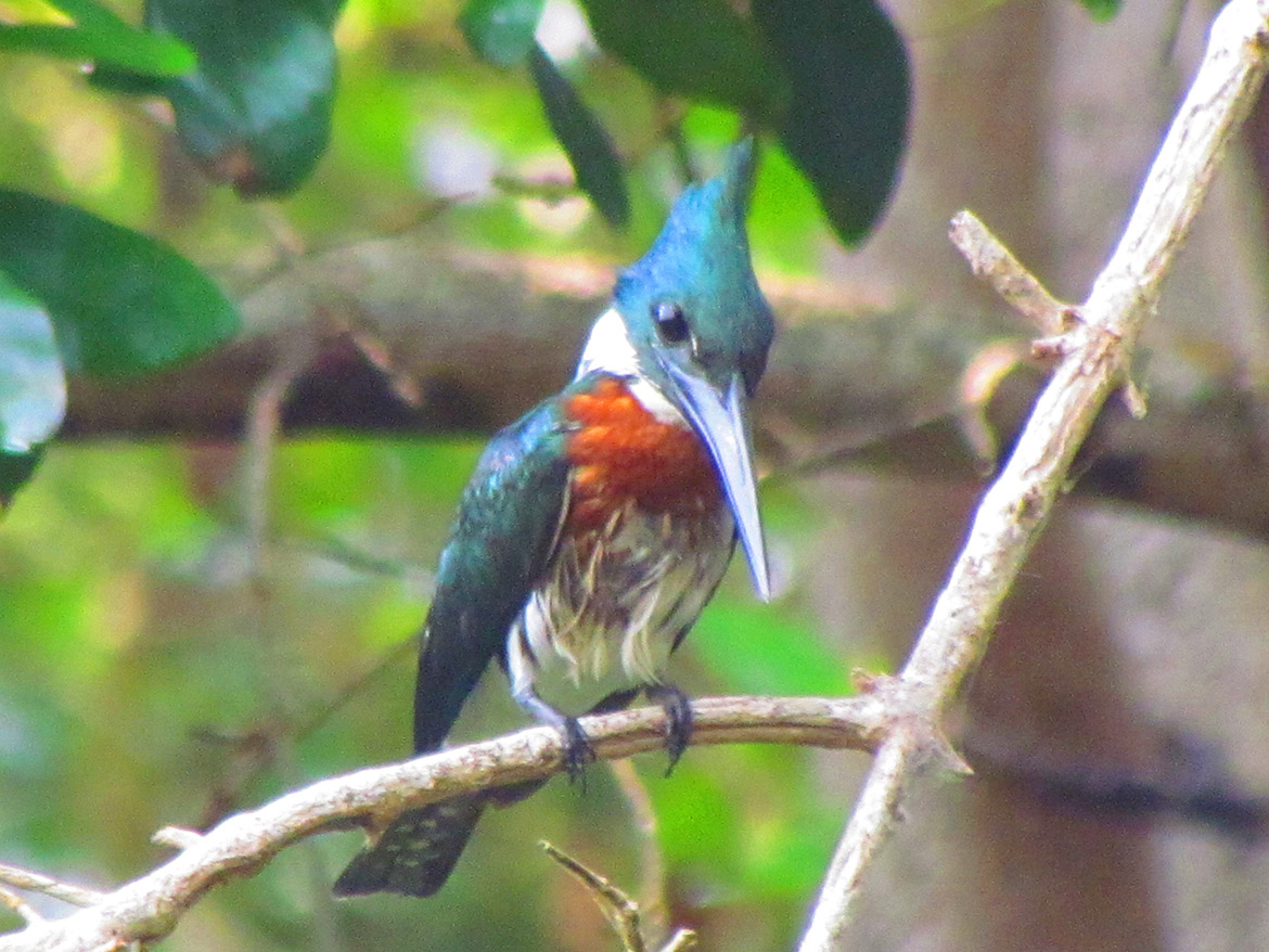 Megaceryle Alcyon - Omar Gutierrez